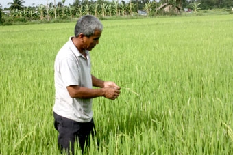 Khó khăn trong xây dựng 
vùng lúa chất lượng cao