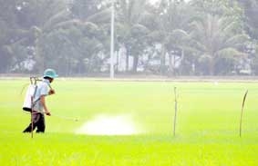 Nỗ lực khẳng định vai trò trung tâm 
giống nông nghiệp vùng ĐBSCL