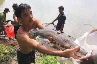 Cá lóc nuôi -
cứu cánh cho nông dân?