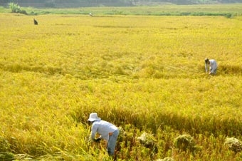 Mở rộng cánh đồng mẫu lớn