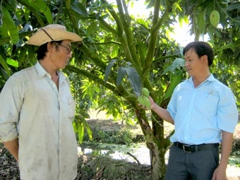 Nâng cao hiệu quả kinh tế vườn