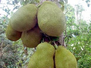 Trồng mít thái tứ quý cho thu nhập cao