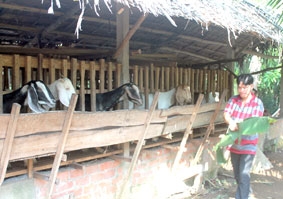 Thịt dê tăng giá 
mạnh