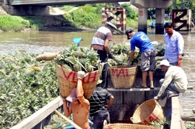 Cần xã hội hóa việc sản xuất cây ăn trái theo hướng GAP