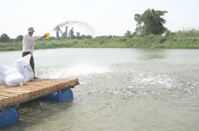 Để thị trường cá tra phát triển bền vững