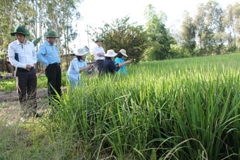 Hứa hẹn vụ mùa bội thu