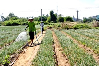 Mùa hành tím ở Sóc Trăng
