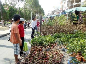 Dịch vụ chăm sóc hoa kiểng, 
cho thuê mai Tết