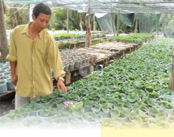 Hương hoa Đô Thành