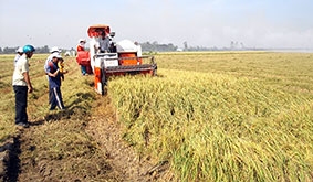 “Chúng tôi làm lúa chung nhau”