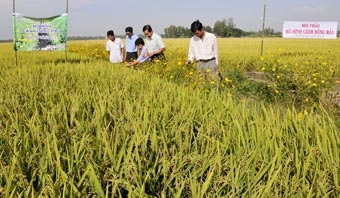 Hiệu quả cánh đồng mẫu vùng đầu nguồn An Giang