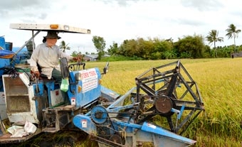 Để mô hình cánh đồng mẫu lớn
ngày càng đạt hiệu quả cao