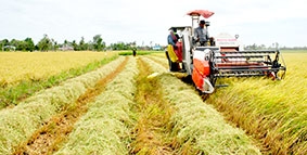 Huyện lúa thơm Trần Đề