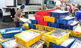 Hàng trăm tấn cá cơm về cảng mỗi ngày