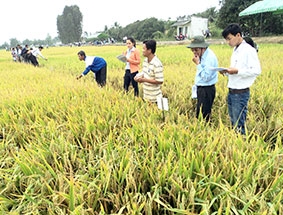 Bình chọn được 10 giống lúa mới 

triển vọng nhất phục vụ sản xuất