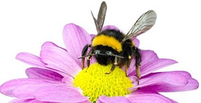 Nọc ong giúp chữa đau lưng và viêm khớp