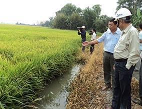 Phấn đấu mỗi xã, thị trấn thực hiện 

thành công 1 mô hình “Cánh đồng mẫu lớn”