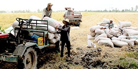 Giá lúa gạo 

chỉ tăng nhẹ!