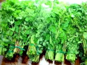 Rau chùm ngây giá 100.000 - 150.000 đồng/kg, không đủ nguồn cung