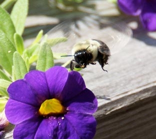 Ong và hoa giao tiếp bằng điện trường