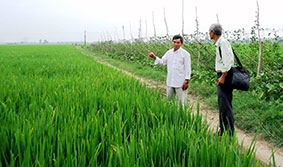 Khẳng định thương hiệu 

nếp Phú Tân