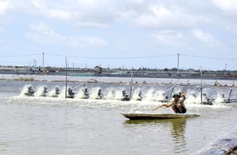 KINH NGHIỆM TỪ NHỮNG MÔ HÌNH NUÔI TÔM CÓ HIỆU QUẢ