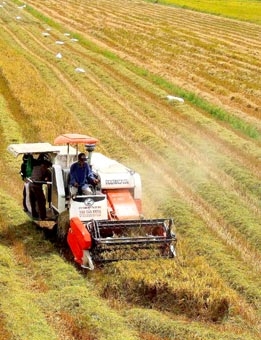 Nông dân quen dần với xu hướng 
chuyển đổi giống lúa mới