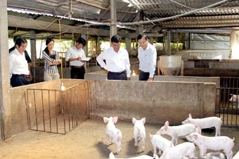 Chủ động phòng chống dịch bệnh 
trên gia súc, gia cầm