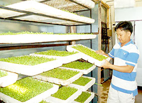 Đam mê rau sạch