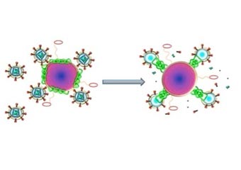 Tiềm năng tiêu diệt vi-rút HIV từ nọc ong