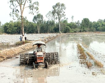 Chủ động chăm sóc lúa hè thu sớm