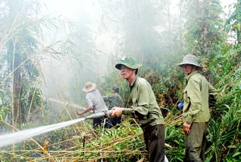 Rừng tràm kiệt nước