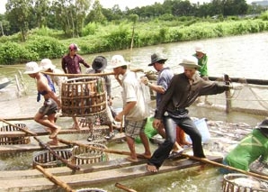 Đề nghị tăng thời hạn vay vốn nuôi cá tra