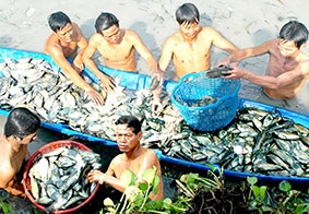 Cà Mau được mùa cá đồng