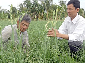 Trồng huệ trắng cho thu nhập ổn định