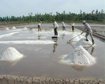 Cần giải pháp căn cơ cho nghề muối ở Bạc Liêu
