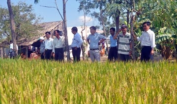 Sẽ tịch thu toàn bộ lúa
sau khi thu hoạch