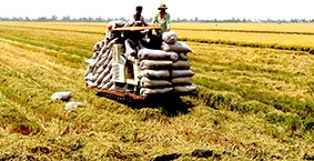 Hướng đến hình thành vùng sản xuất 

lúa hàng hóa chất lượng cao