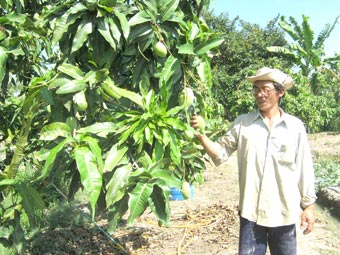 Tìm “đầu ra” ổn định
cho nhà vườn