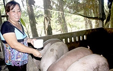 Làm giàu từ mô hình 

nông nghiệp đa canh