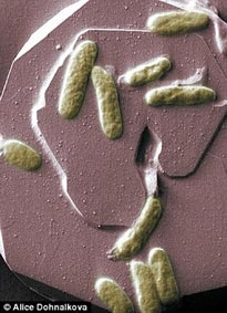 Chế tạo pin năng lượng Mặt trời từ cây xanh