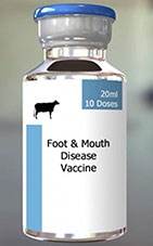 Chế tạo thành công vắc -xin lở mồm long móng an toàn hơn