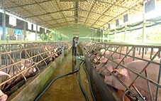 Giá heo hơi giảm liên tục