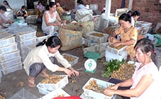 Hấp lực doanh nghiệp FDI