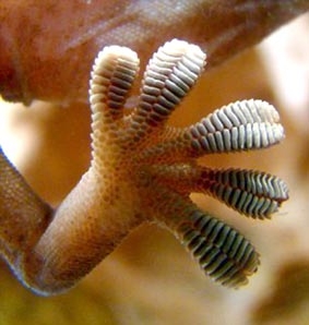 Giải mã cơ chế chống trượt 
của bàn chân tắc kè