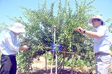 Hướng mở cho  cây sơ ri Gò Công