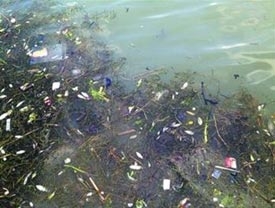 Hết heo, đến cá chết trôi sông ở Thượng Hải