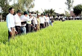 Vĩnh Thạnh: Diện tích “Cánh đồng lớn” vượt kế hoạch