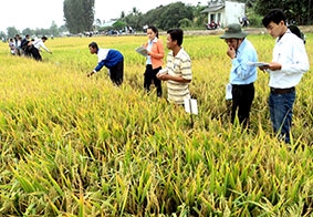 Công nghệ nào cho hạt gạo Đồng bằng sông Cửu Long?