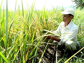 Công nghệ nào cho hạt gạo Đồng bằng sông Cửu Long?